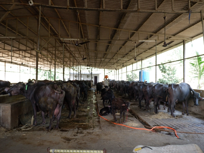 Dairy Farm