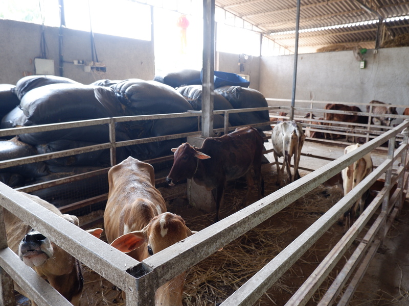 Dairy Farm